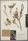Foto von Salix orestera C. K. Schneid.